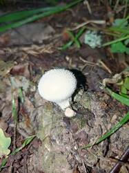 IMG_20260724_060527_774.thumb.jpg.58a709c15303e78982c81e8e52084385.jpg