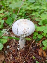 IMG_20260724_063527_844.thumb.jpg.4c4ab8ecbfeb5caf860ade74bcdd40de.jpg