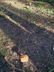 IMG_20260724_065642.thumb.jpg.78d680ba529f76beded700d163b7b696.jpg