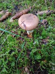 IMG_20260724_074311.thumb.jpg.ebe7e46c29d134ae8bc729134a184b7c.jpg