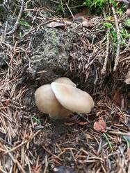 IMG_20260724_074600_200.thumb.jpg.719e4419ff4f6a7483f2a258db3a1531.jpg