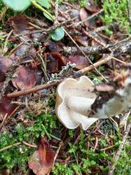 IMG_20260724_074749_166.thumb.jpg.3ea6954b1b5bc6ed85b5e316f2767b80.jpg