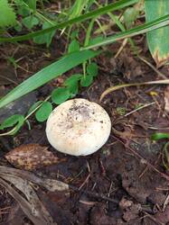 IMG_20260724_080454_327.thumb.jpg.79565ff1db2921134b1acb31f2d4b186.jpg