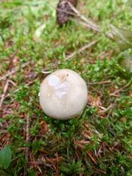 IMG_20260724_080929_588.thumb.jpg.89784d7df4442c6a326cae0db8c141f6.jpg