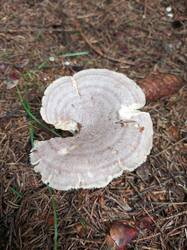 IMG_20260724_083213_183.thumb.jpg.6b4924c57697ee040426f627320bf128.jpg