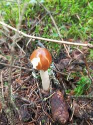 IMG_20260724_091612_881.thumb.jpg.d5d0cf9a64e491c91394299a36c9be4b.jpg