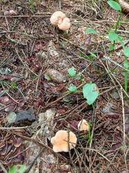 IMG_20260724_092243_032.thumb.jpg.2b8887b0c6ce0534b0864af8430afb2b.jpg