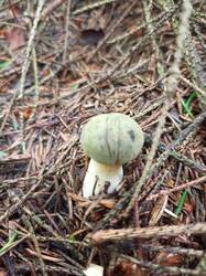 IMG_20260724_093150_353.thumb.jpg.482301695a3aeb6d774c745f43f6111a.jpg