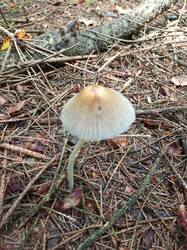 IMG_20260724_094612_921.thumb.jpg.bdd18855cd33d4d4db17423b087c69c2.jpg