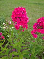 IMG_20260724_182545.jpg