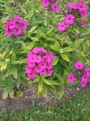IMG_20260724_182552_1.jpg