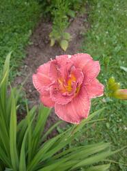 IMG_20260724_182602.jpg