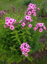 IMG_20260724_182637_1.jpg