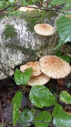 IMG_20260725_131919.jpg
