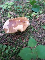 IMG_20260725_165237.jpg