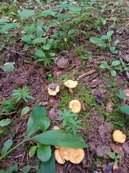 IMG_20260725_170638.jpg