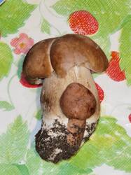 IMG_20260726_142620.thumb.jpg.dbd4bc00099d5c0a6818bf1330f041d7.jpg