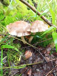 IMG_20260727_065430_695.thumb.jpg.b266386ed65526112ac7433a8858118f.jpg