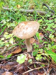 IMG_20260727_070828_201.thumb.jpg.ef6f40ac1de854a2d15fa9ae2b2f678a.jpg