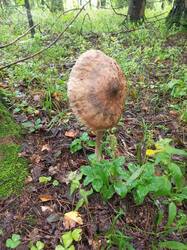 IMG_20260727_071805_235.thumb.jpg.a83bf417a456fc49a422eb89bf18f887.jpg