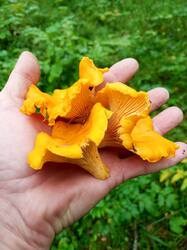 IMG_20260727_080246_264.thumb.jpg.b852c6091258f77c5cb8b0b9fc704bdf.jpg