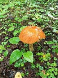 IMG_20260727_084741_650.thumb.jpg.991f55aec06abca17db973c9861e5569.jpg