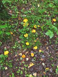 IMG_20260727_090143_159.thumb.jpg.ed08a15791b801b6e381c7099c5538d0.jpg