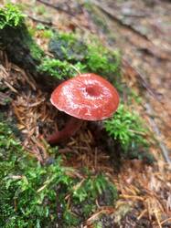 IMG_20260727_112651_008.thumb.jpg.a2663d3eeb4c4383867eabce7cc2946c.jpg