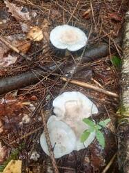 IMG_20260727_114347_195.thumb.jpg.db195dfccf2b3ec7f997b7fa5417ccd8.jpg