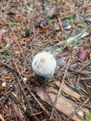 IMG_20260727_115412_103.thumb.jpg.8151c21b62c0218ef039ab76175ed940.jpg