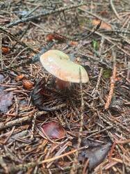 IMG_20260727_115643_495.thumb.jpg.66b62d46be50064cfca687af36668f5b.jpg