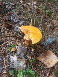 IMG_20260727_121106_836.thumb.jpg.e069be9d3d53e21987d00382c1fbe033.jpg