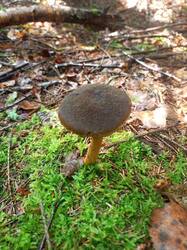 IMG_20260727_121204_187.thumb.jpg.3b652b13d3b19f5b3aa1ee1fa412af22.jpg