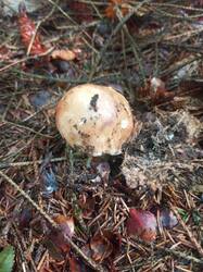 IMG_20260727_121344_138.thumb.jpg.1d6bc8ca35c3fa965d87a9051cc74e66.jpg