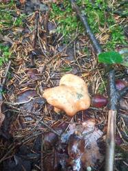 IMG_20260727_121522_874.thumb.jpg.38019be724cecd2df0f60d16bef11348.jpg