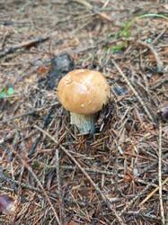 IMG_20260727_132535_286.thumb.jpg.a558bf3bdc36a6b9dcb2b1bbdabaf3a9.jpg