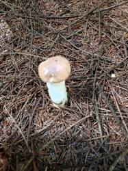 IMG_20260727_134134_346.thumb.jpg.f60da4524f0c53a32738ad08b93e9d7c.jpg