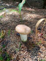 IMG_20260727_134143_117.thumb.jpg.b995be188b1e1e604a05b8c525897360.jpg