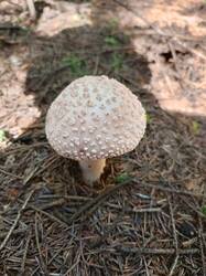 IMG_20260727_134344_291.thumb.jpg.958e2bfe7ea78c749ff385d843c96362.jpg