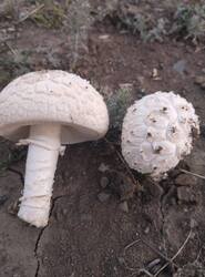 IMG_20260728_201144.thumb.jpg.589aaeaa9efd492e3c358dae48f3fc2e.jpg
