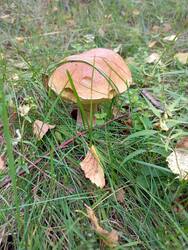 IMG_20260729_111528.thumb.jpg.be2346ef4b7bbbebbce3c12ba945d38f.jpg