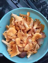 IMG_20260729_120140.thumb.jpg.b35d27236ba92f9a424f97e385b65b45.jpg