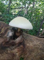 IMG_20260729_152633.thumb.jpg.0996955066b183fa40f4deddf8279ecb.jpg