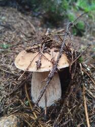 IMG_20260730_125310.thumb.jpg.fe71ad56ef9e57b29649d6a45700739a.jpg