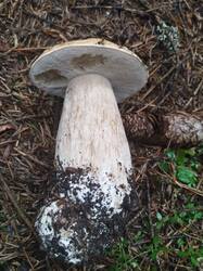 IMG_20260730_125333.thumb.jpg.cd07231371f886776f2da4cb34655b14.jpg
