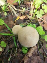 IMG_20260731_080740_194.thumb.jpg.eff7a730fc73a085e0e31cf7621dc2b0.jpg