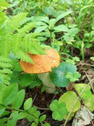 IMG_20260731_090353_604.thumb.jpg.0a9656232299cc079288387c4b92a733.jpg