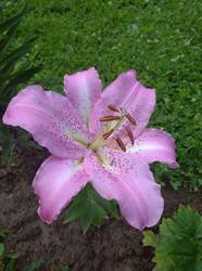 IMG_20260731_101511_1.jpg