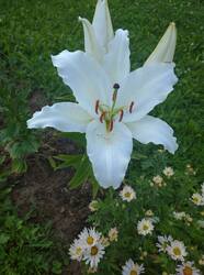 IMG_20260731_191822.jpg