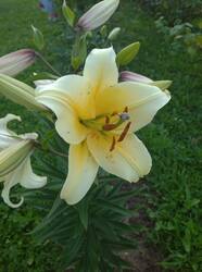 IMG_20260731_191842.jpg